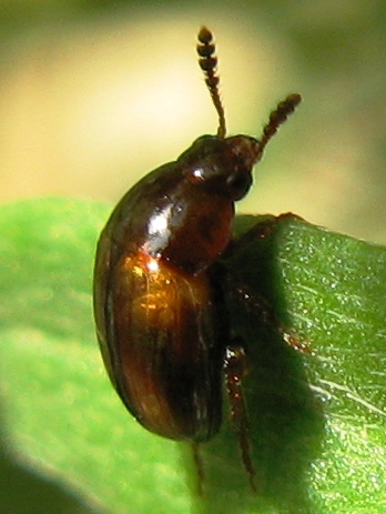 Leiodidae:  Leiodes calcarata (Erichson, 1845) (cf)